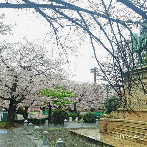 东京公园,绿意盎然的都市绿洲，历史与现代的交融之地