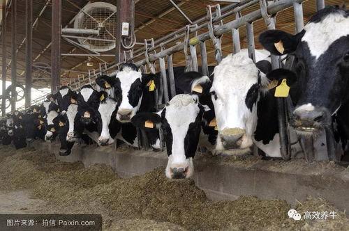 白奶牛之歌,探寻乡村牧歌中的诗意与温情