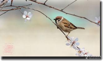 春天的麻雀,欢腾枝头的小精灵