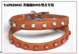 蓝色项圈,一段跨越时空的传奇之旅