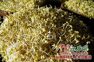 怒放的豆芽,生机勃勃的绿色奇迹