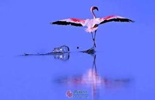 烽烟误良缘,烽烟误良缘的悲欢离合